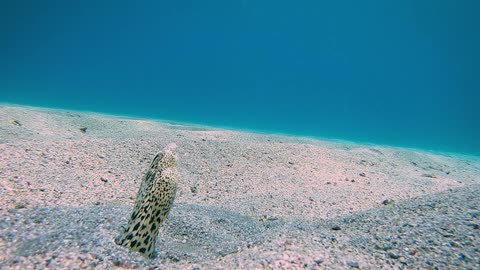 Eels Dance in Sand