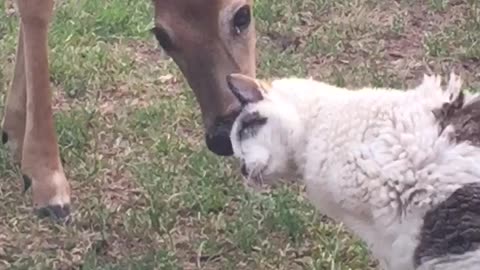 Kitty attracts deer to give her a bath