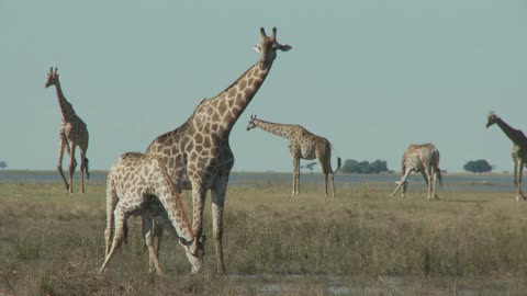 Travel to Africa on safari African Wildlife life