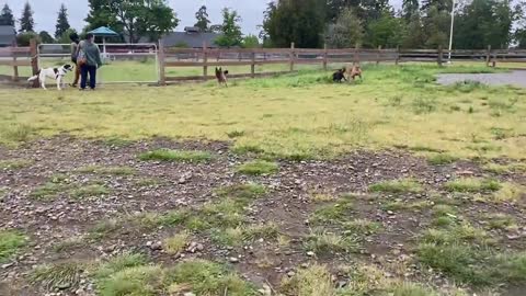 German shephard attack the pitbull dogs tranning