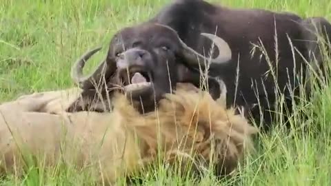 Tiger in calm after grabbing Buffalo neck