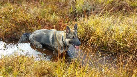 A dirty German Shepherd in the Irish bog