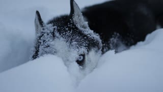 Husky puppy takes a nap in the deep snow