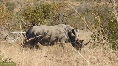 Rhino Family in love and at Peace