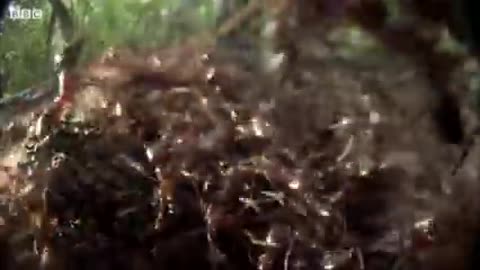 Killer Ant Swarm Butchers Lone Scorpion