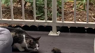 Cat Makes Friends with Mouse