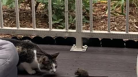 Cat Makes Friends with Mouse