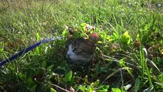 Cat Soldier Camouflage