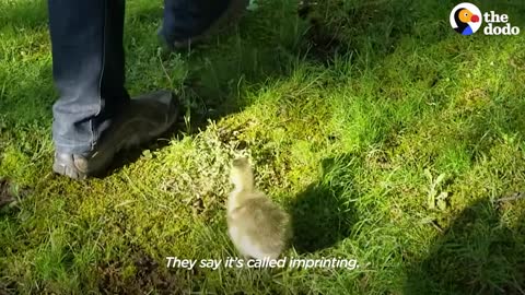 Guy Teaches His Rescued Gosling How To Fly | The Dodo Soulmates