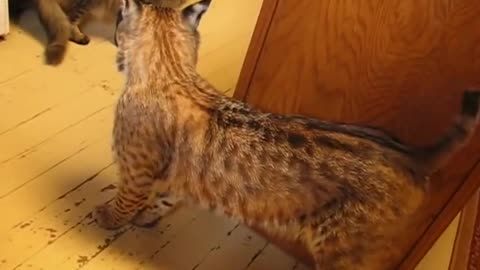 This Bobcat Thinks He's The Tiger King of the hill. please read the video description.