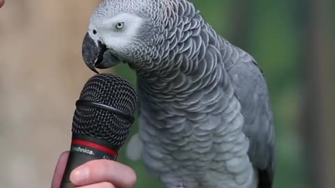 Talking parrot | beautiful parrot