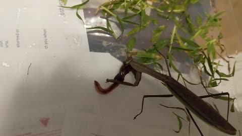 Praying Mantis preys on a Worm