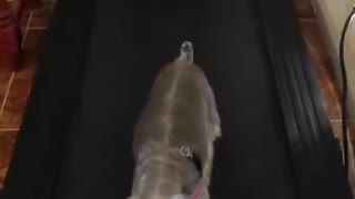 Dog running with Treadmill Machine