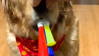 Cute Adorable Dog blows in