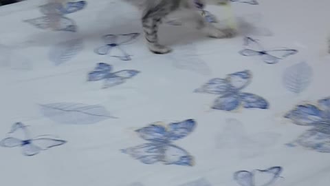 My Turkish Angora kitten learns how to Fetch