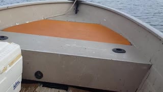 Brown dog running around on top of boat