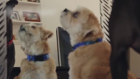 Do Dogs Recognize Themselves In The Mirror?