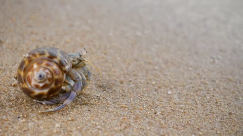 Hermit feeler crab walk on sand beach with waving sea. Animal in wild