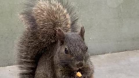 Squirrel with Cashews