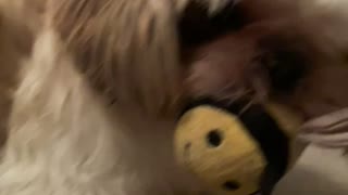 Playing fetch with my Shih Tzu