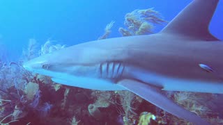 Sharks become agitated when the feeding begins