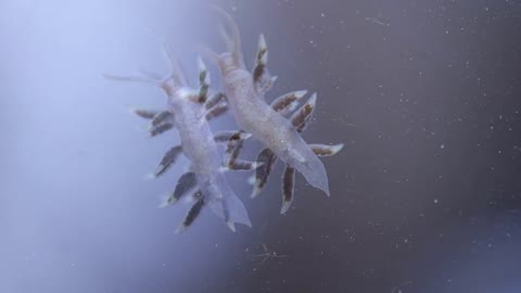 Nudibranch in a reef tank.