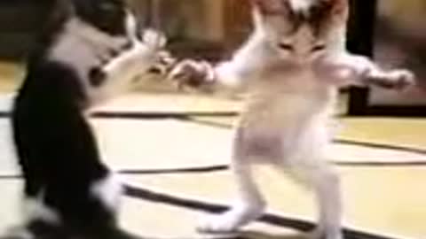 dancing cat