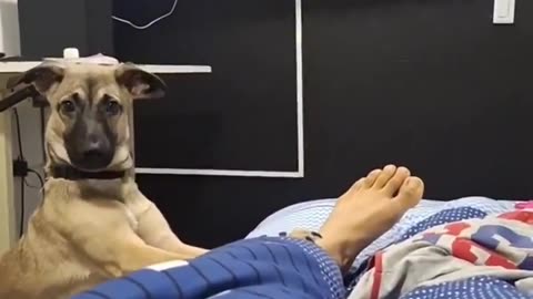 Dog tries DESPERATELY to wake up his Dad!!