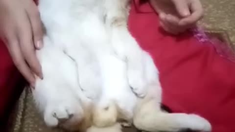 Домашний кот 🙀