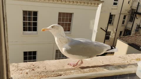 Evening Gull in the Sun