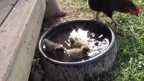 Bath-time for ducklings