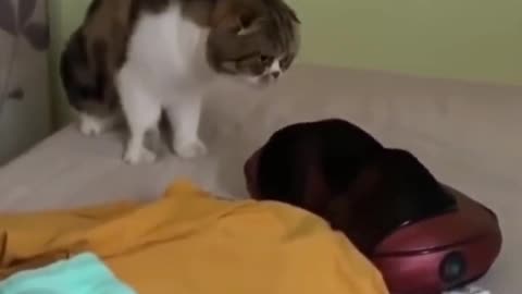 Funny cat moment 😂😺