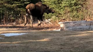 Perturbed Moose Throws Tantrum In Backyard