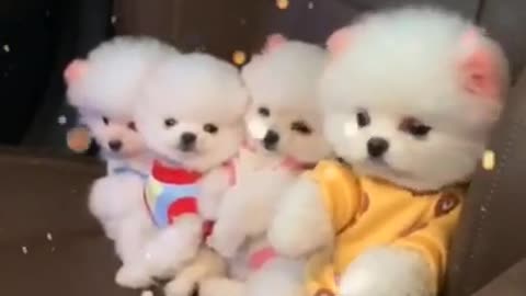 Cutest baby dog are funny compilation