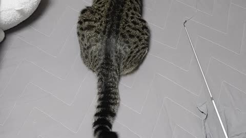 a cat wagging its tail.