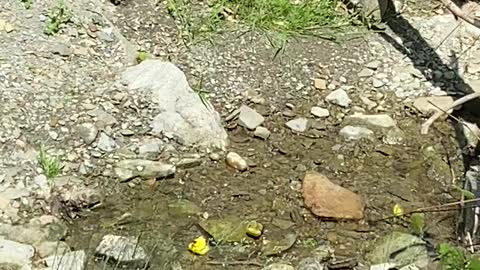 Goldfinch bathing in extreme heat Toronto