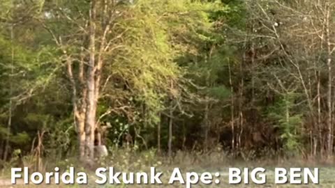 Florida Skunk Ape BIG BEN Big Foot, A Franciscan Bee Keeper, Sells Funny Honey Mead