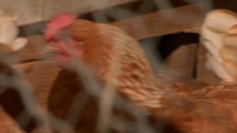 Chickens in Fenced Area of African Village