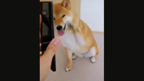 Cutest dog video saw cute dogs funny videos-2021