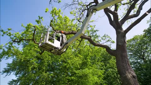 Klaus Stump Grinding and Tree Removal - (470) 264-2302