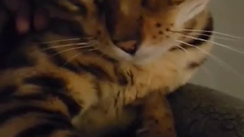 Petting bengal cat cute WINK at the end 😺😉