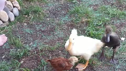 Ducklings and Chick- New World Encounters, Super Cute Animals