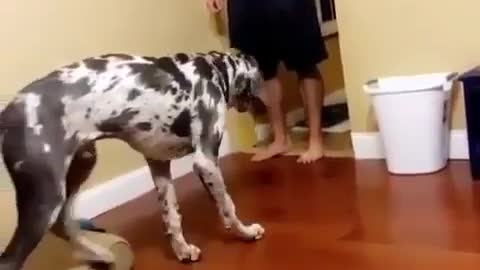 THE GREAT DANE Dog Video 211 - Great Dane Compilation - Tallest Dog in The World