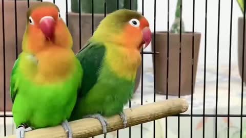 African love bird beautiful sounds |Green Fisher love bird | Funny birds