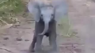 Funny Elephant