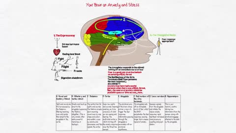 Sonavel Powerful Brain and Hearing Support