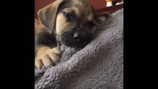 Puppy finds perfect spot