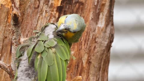 Nice parrots funniest parrots - cute parrot and funny parrot videos compilation 2020 best of parrots