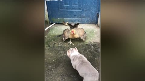 This Dog is Scared of The Chicken, Really Funny