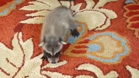 Koopur-Our Pet Raccoon- Finding His Walkability! (part 2 of 2)